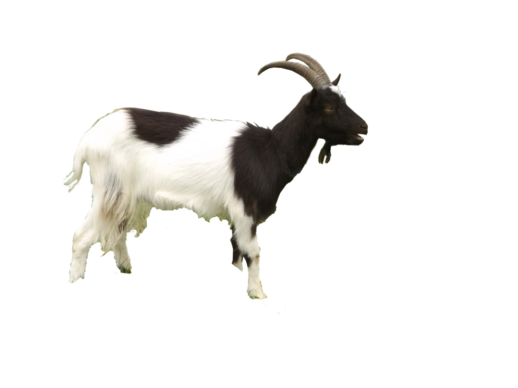 goat png virgolinedancer deviantart #16782