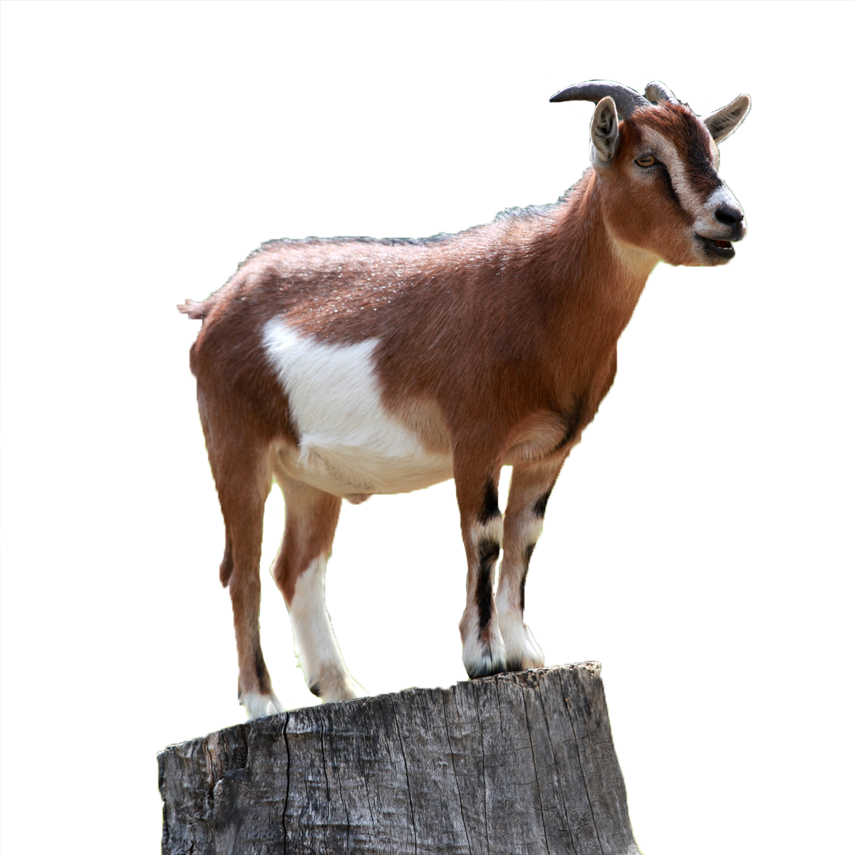 goat small kagerbet #16778