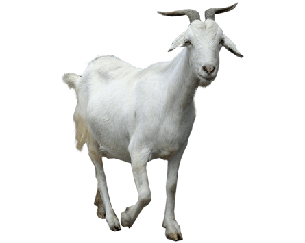 goat walking transparent png stickpng #16844