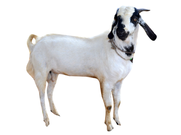 goat, welcome morna biotech shukratal muzaffarnagar #16828
