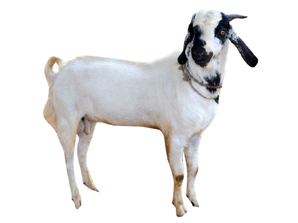 indian goat png