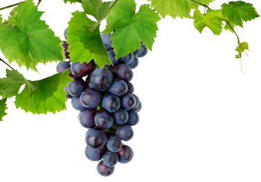 grapes, blue dog restaurant wine #16983