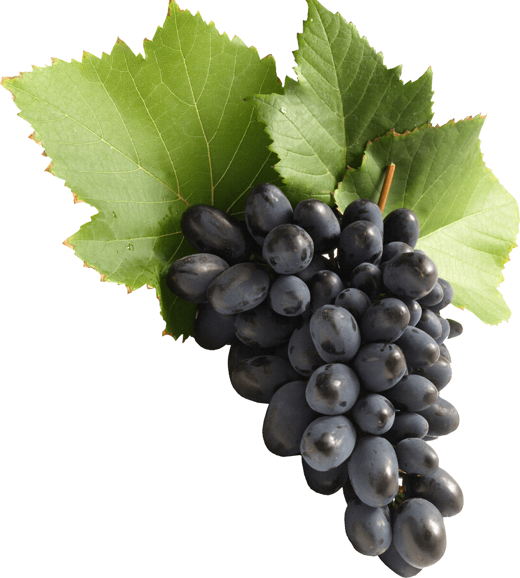 grapes, blue grape transparent png stickpng #16947