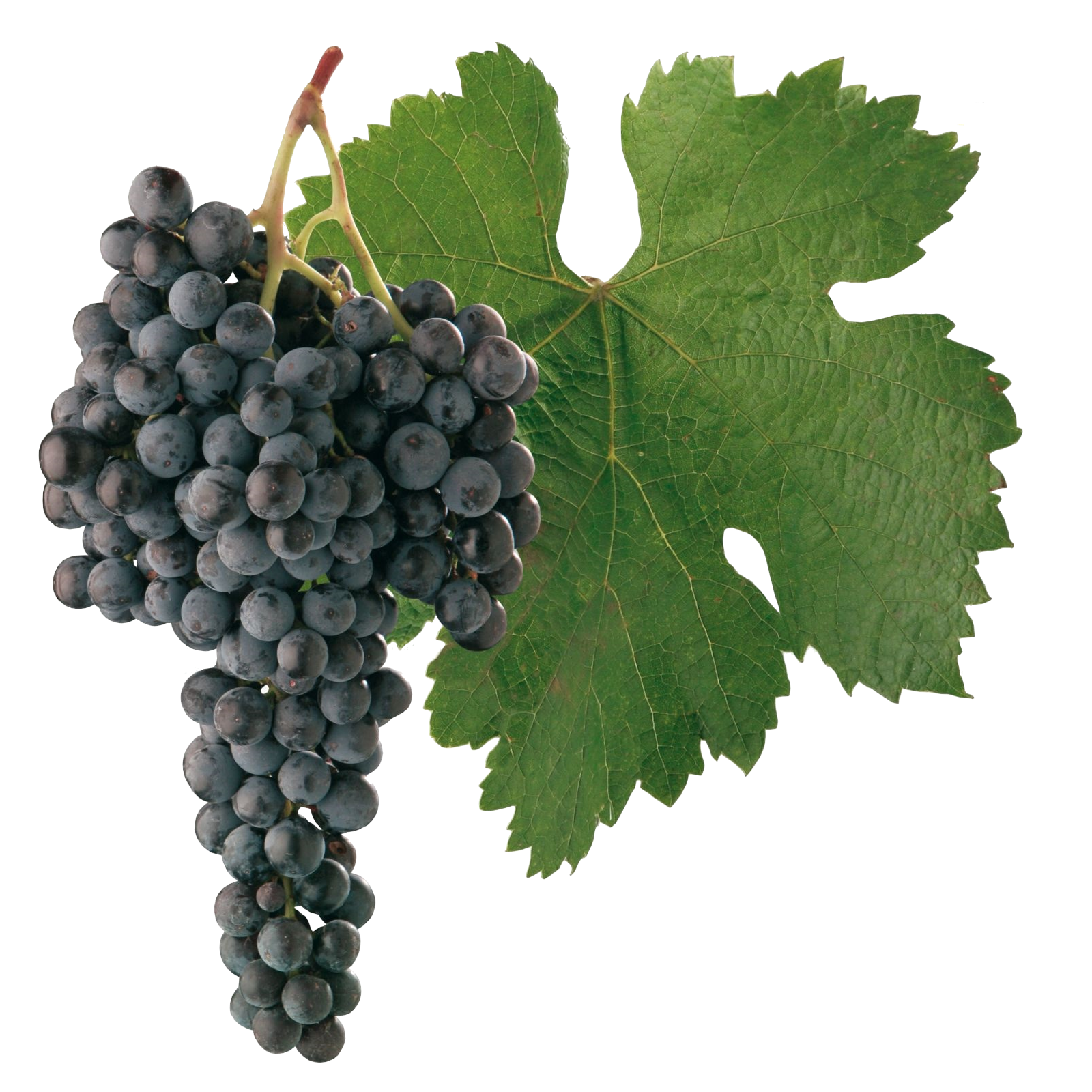 grapes, poznejte moravu odr fdy edn jejich zaj edmavosti #17058