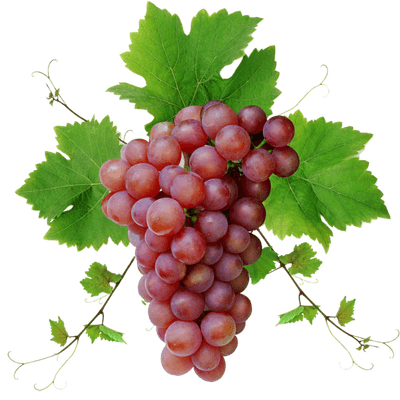 grapes, red grape with leaves transparent png stickpng #16990