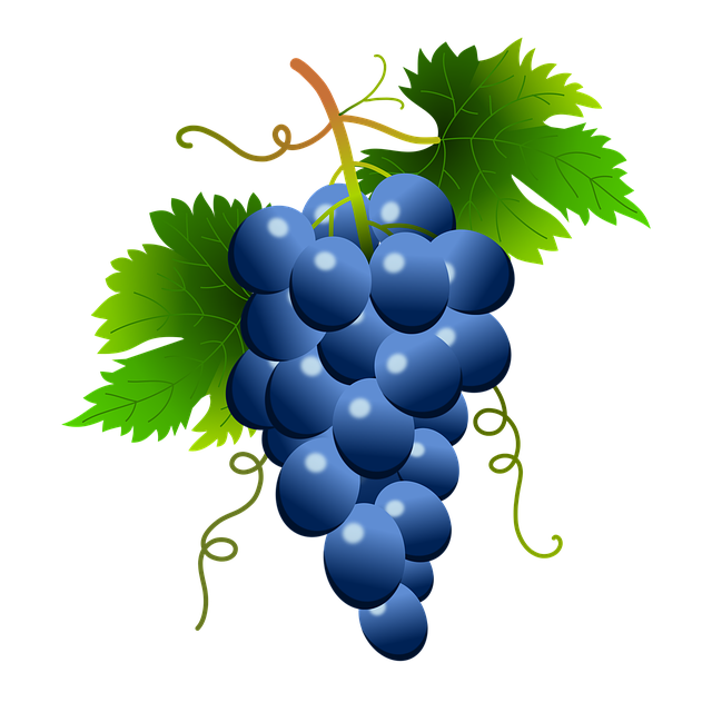 grapes vine vineyard image pixabay #16956