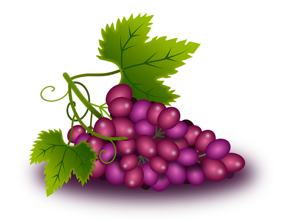 grapes vine vineyard image pixabay #16933
