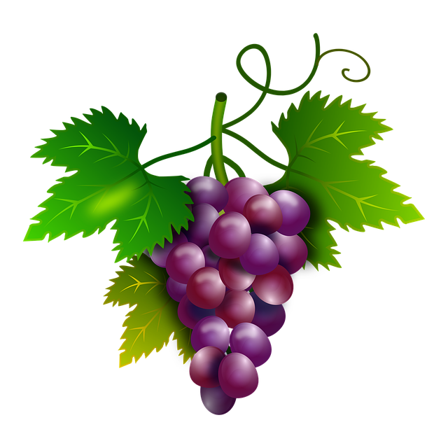 grapes vine vineyard image pixabay #16938