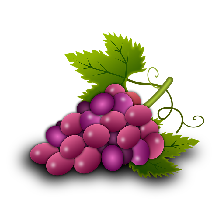 illustration grapes vine vineyard wine #17004