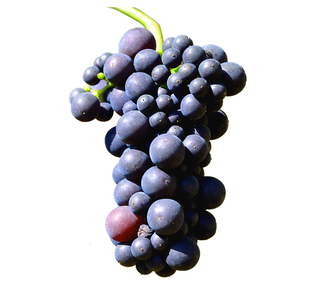 illustration isolated grapes henkel grape #16925