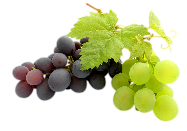 transparent clipart image grapes png black and green with #17031