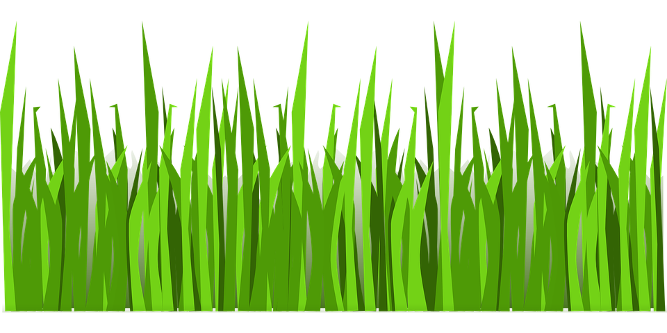 Grass