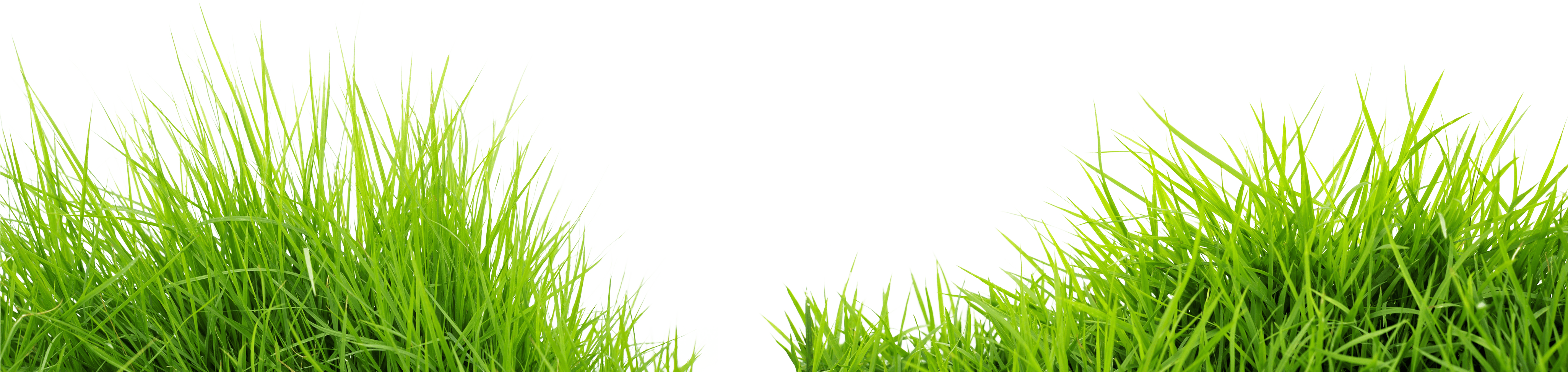 grass png images live ornament tool png only #9230