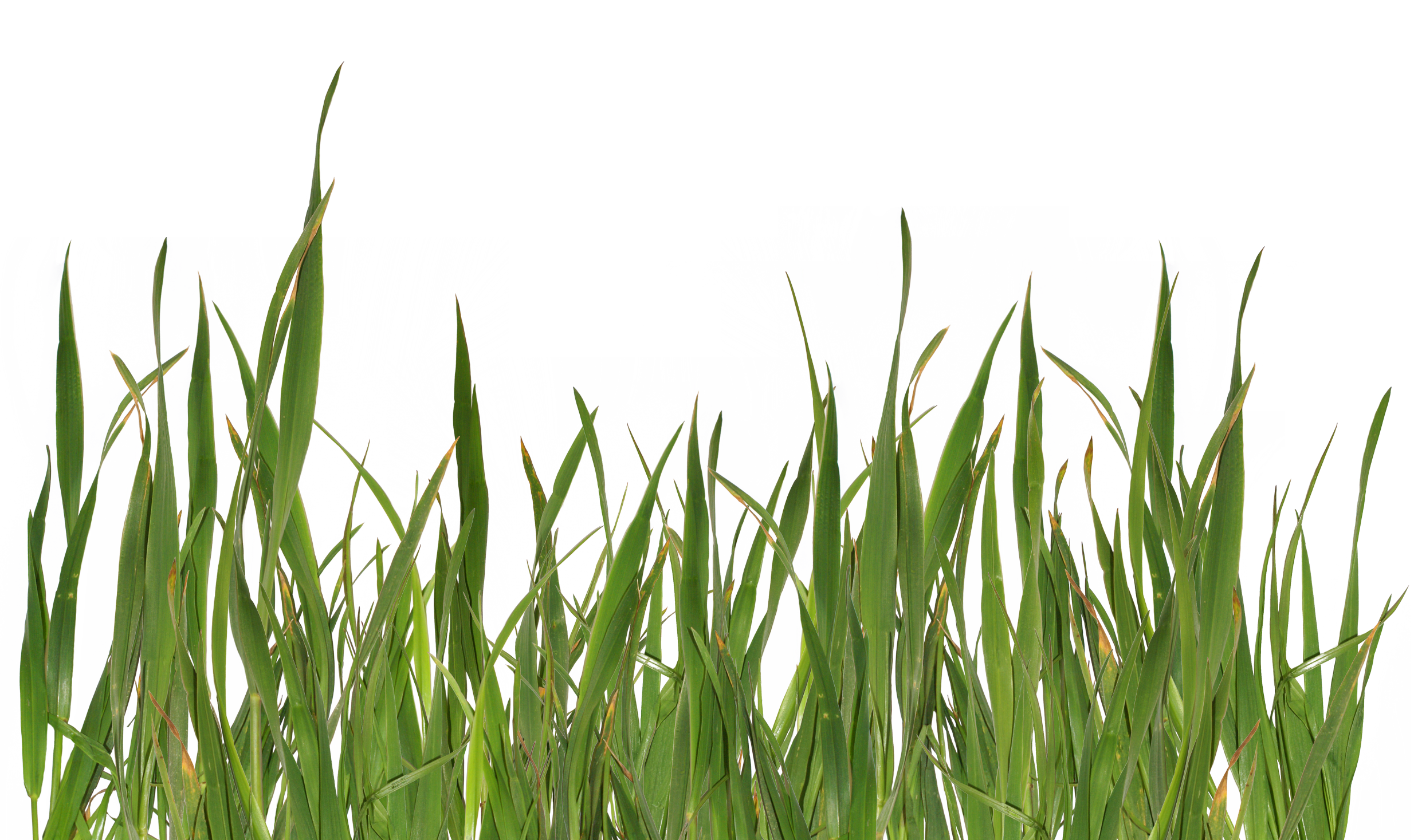 grass png images live ornament tool png only #9235