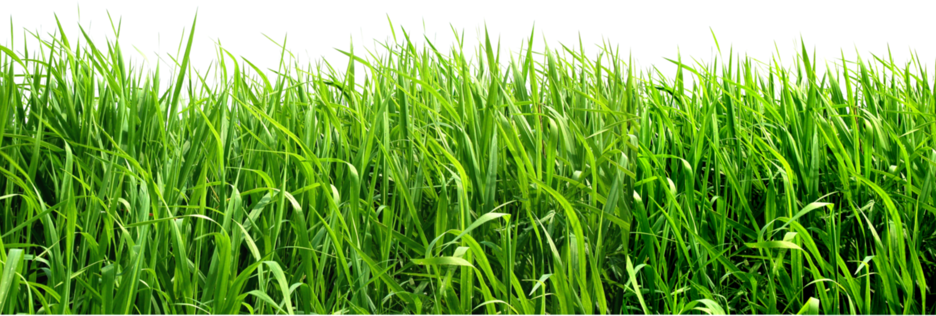 grass png images pictures #9216