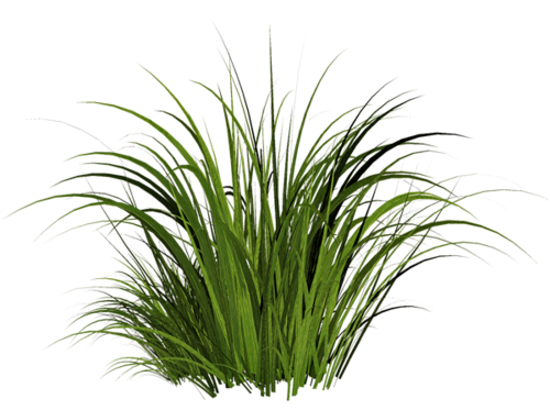 grass png images pictures #9219