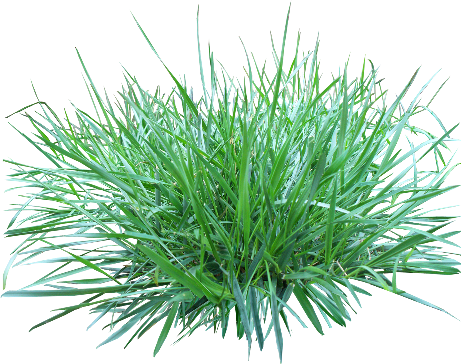 grass png images pictures #9224