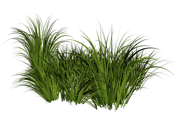 grass png images pictures #9225