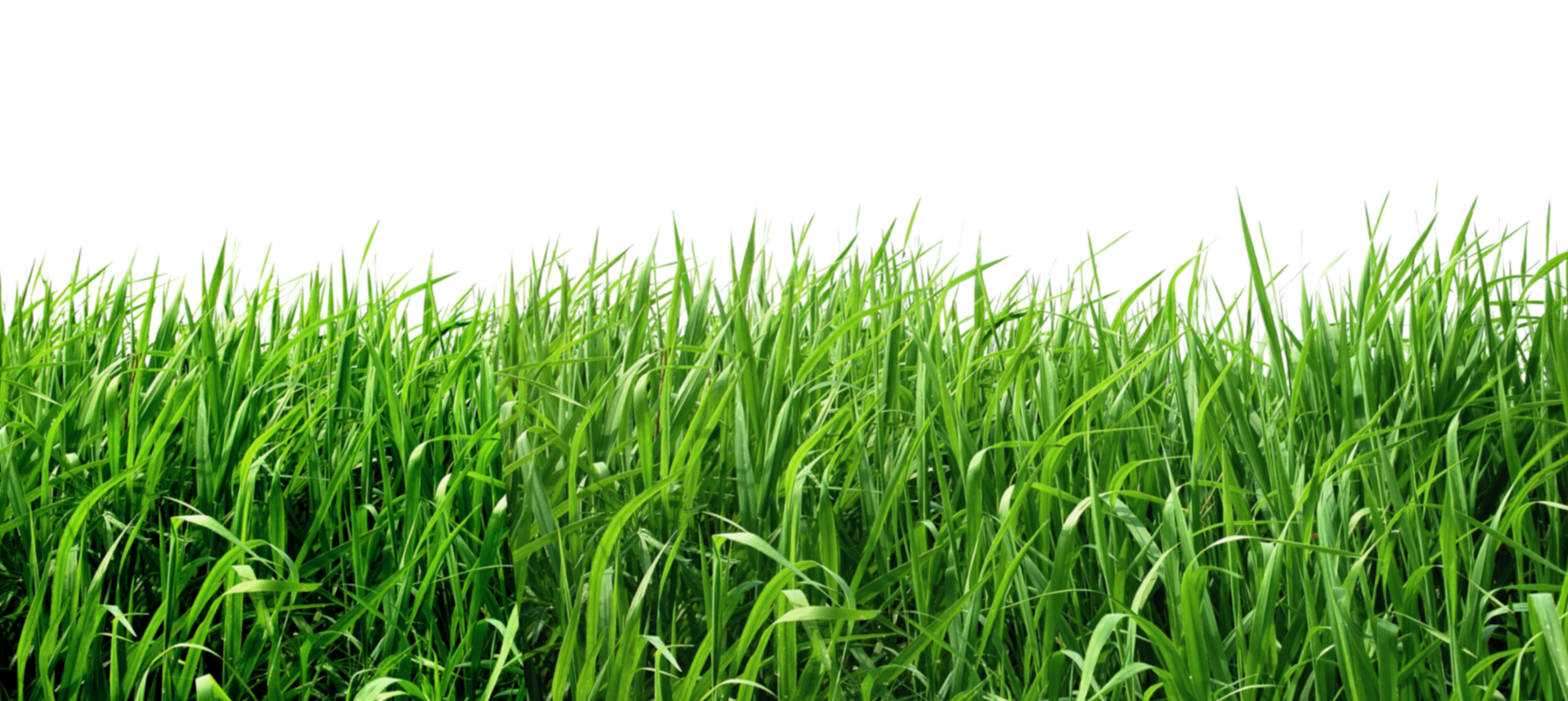 grass png transparent image #9229