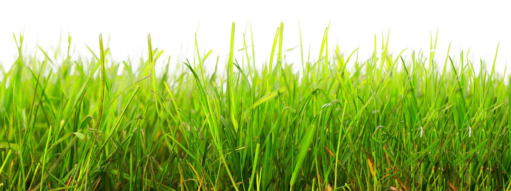 Grass PNG transparent image download, size: 7327x3295px