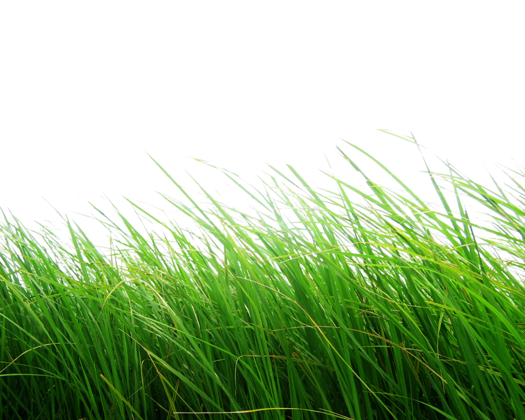 png grass moonglowlilly deviantart #9210