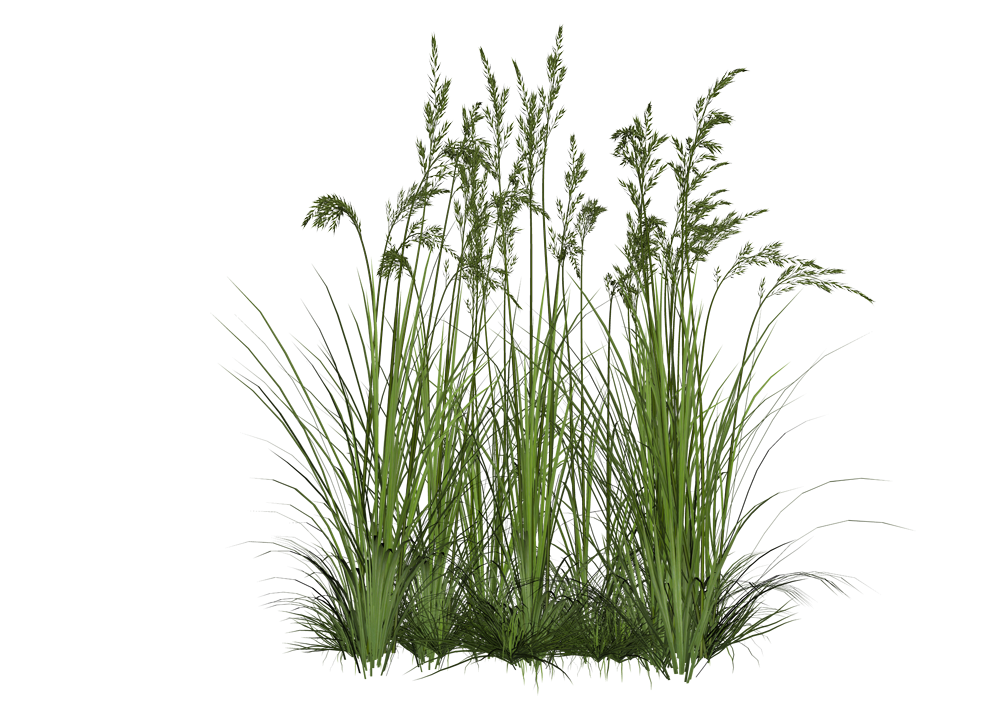 tall grass transparent png pictures icons and png #9232