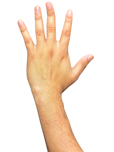 hand png hands fingers arm photo pixabay #10574