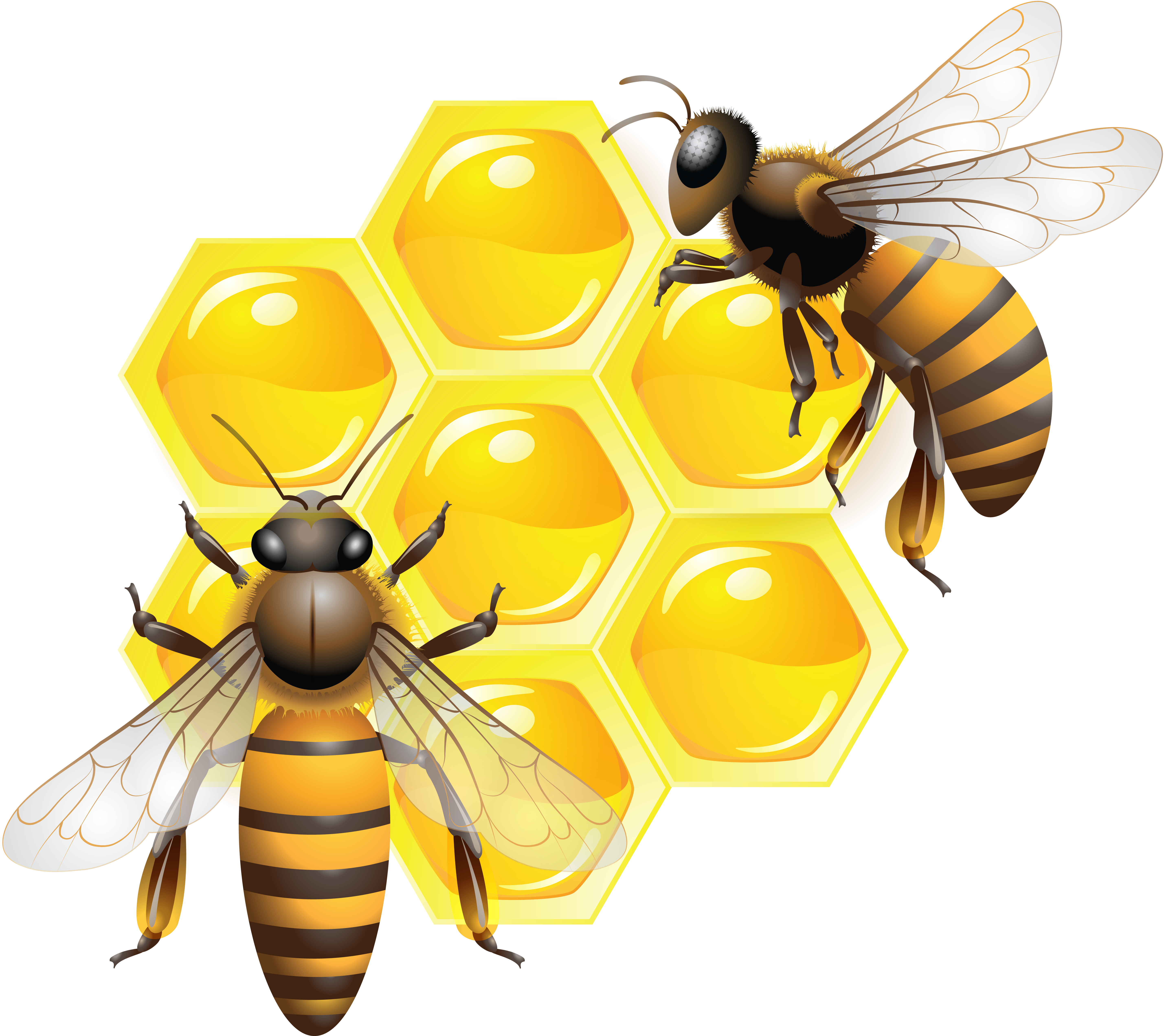 honey, bee png driverlayer #22734