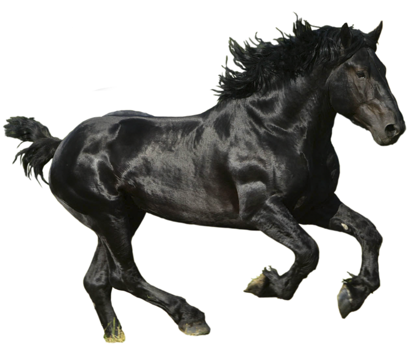 black horse png design deviantart #15759