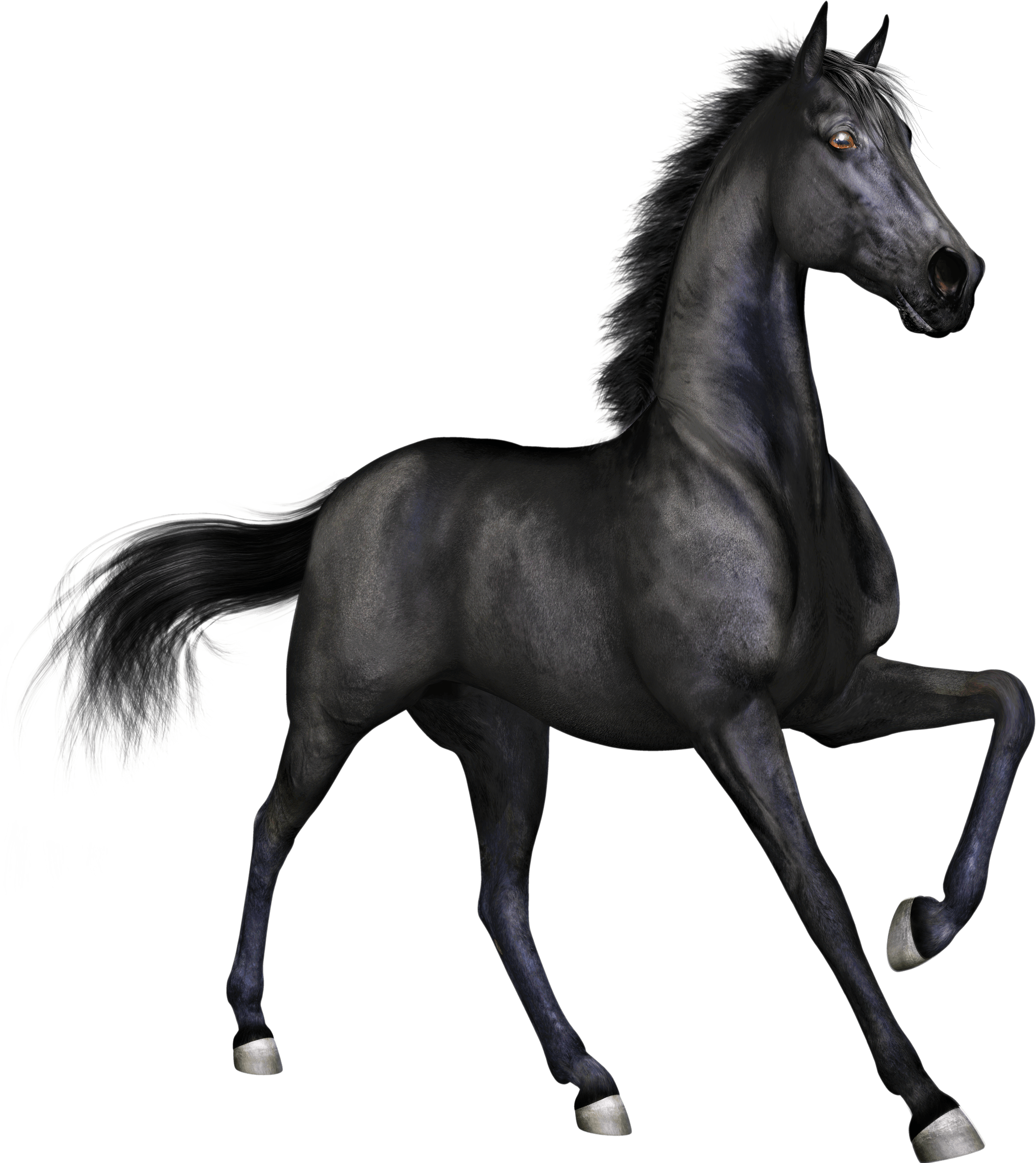 black race horse transparent png #15751