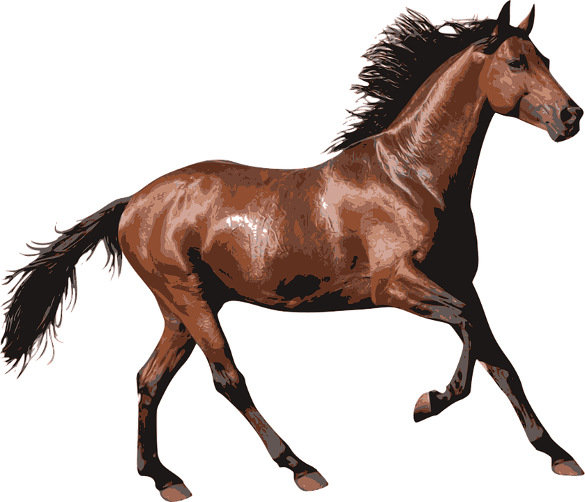 brown race horse transparent png stickpng #15766