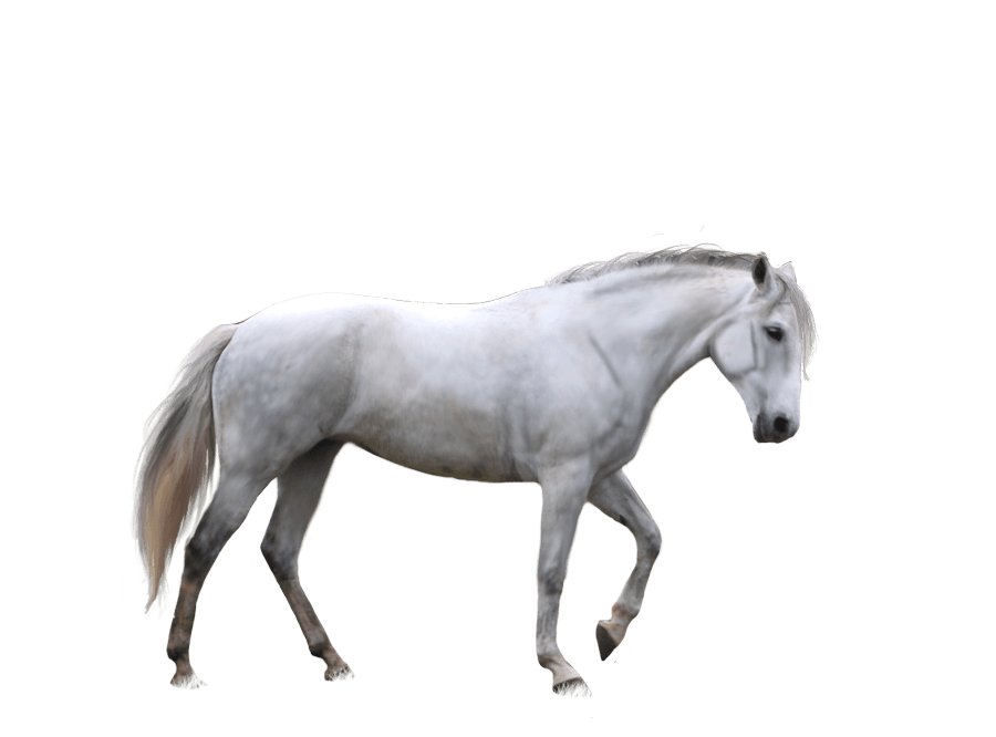 white horse transparent download #15763