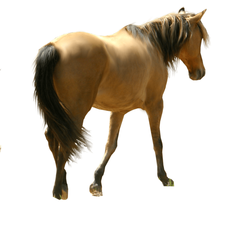 download horse back view png #15762