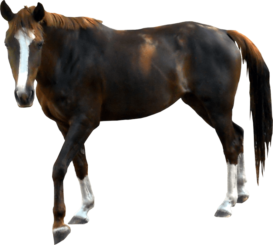 download horse png image #15736