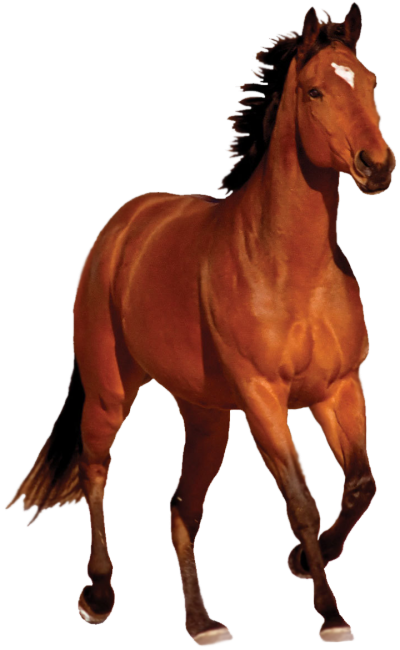 download horse png transparent image and clipart #15755