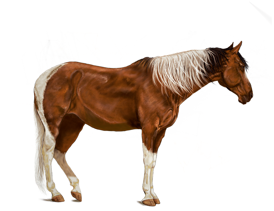 horse brown art digital image pixabay #15748