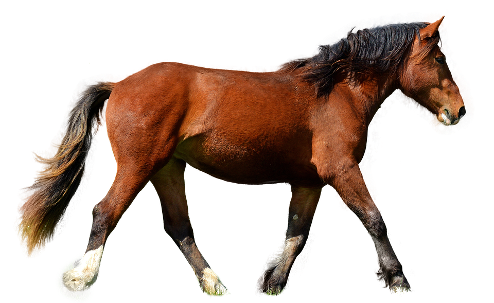 horse isolated brown photo pixabay #15698