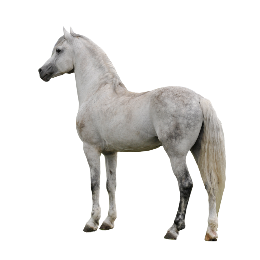 horse, little pony png favourites melliedoo deviantart #15753