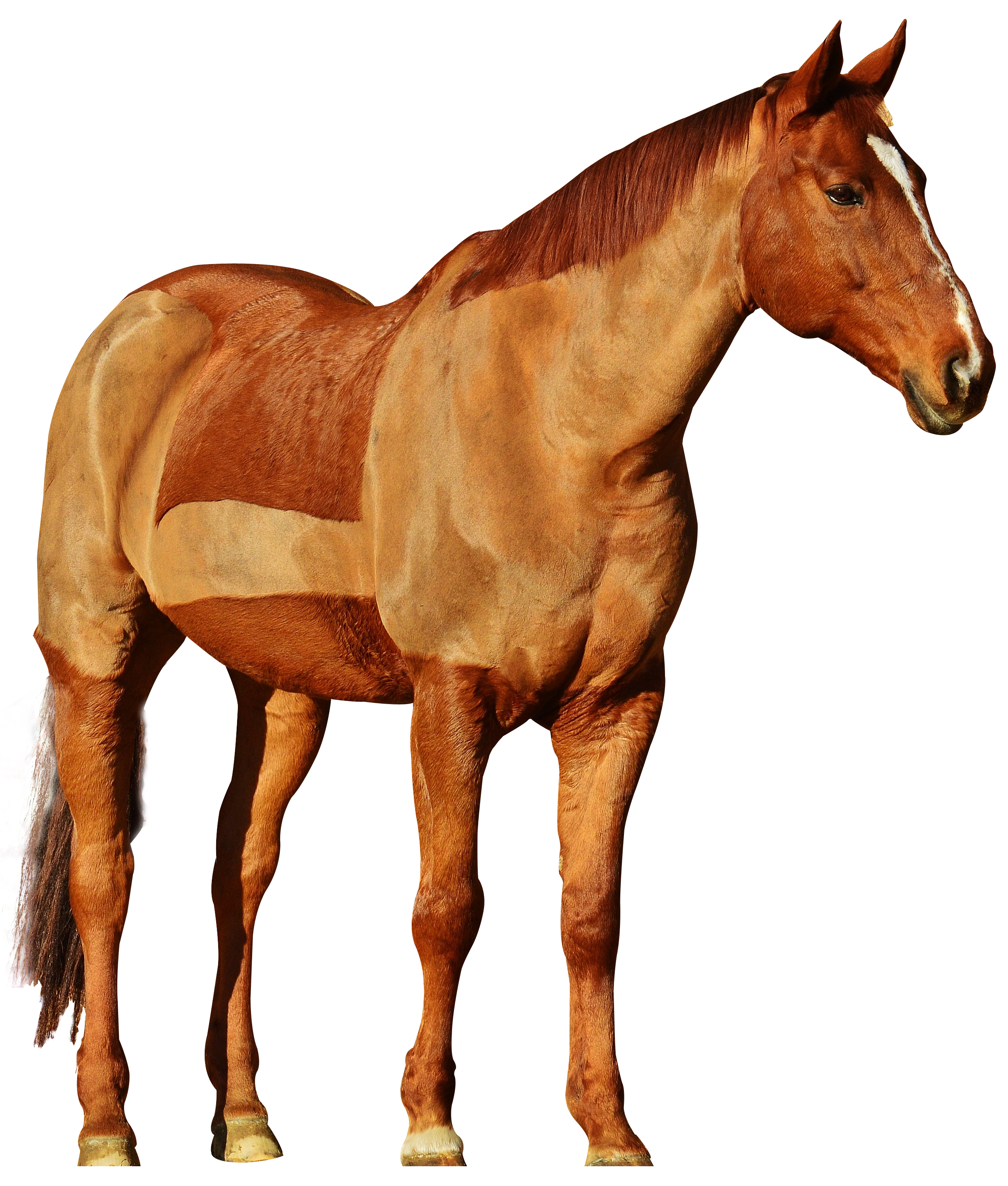 horse png image #15693