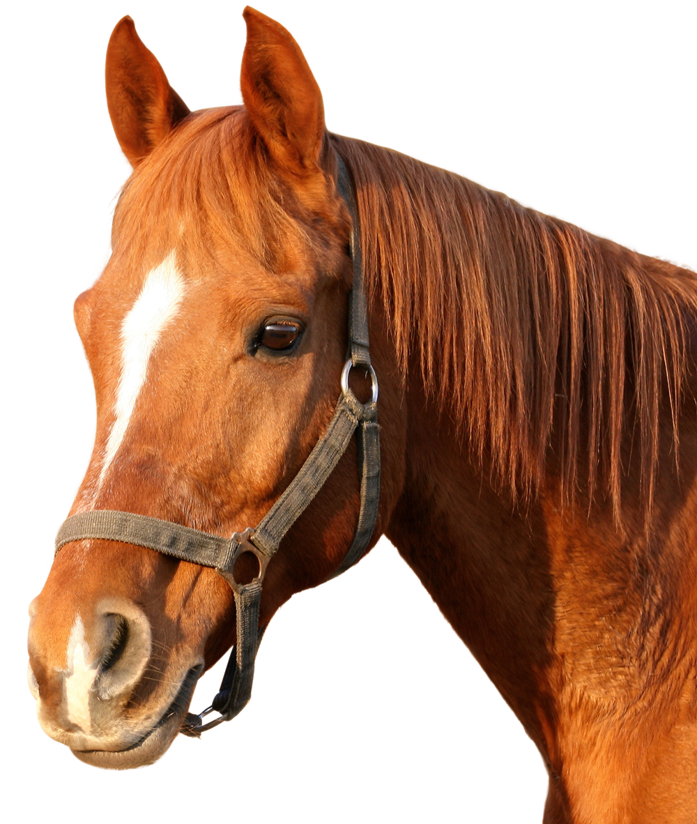 horse head png images #15746