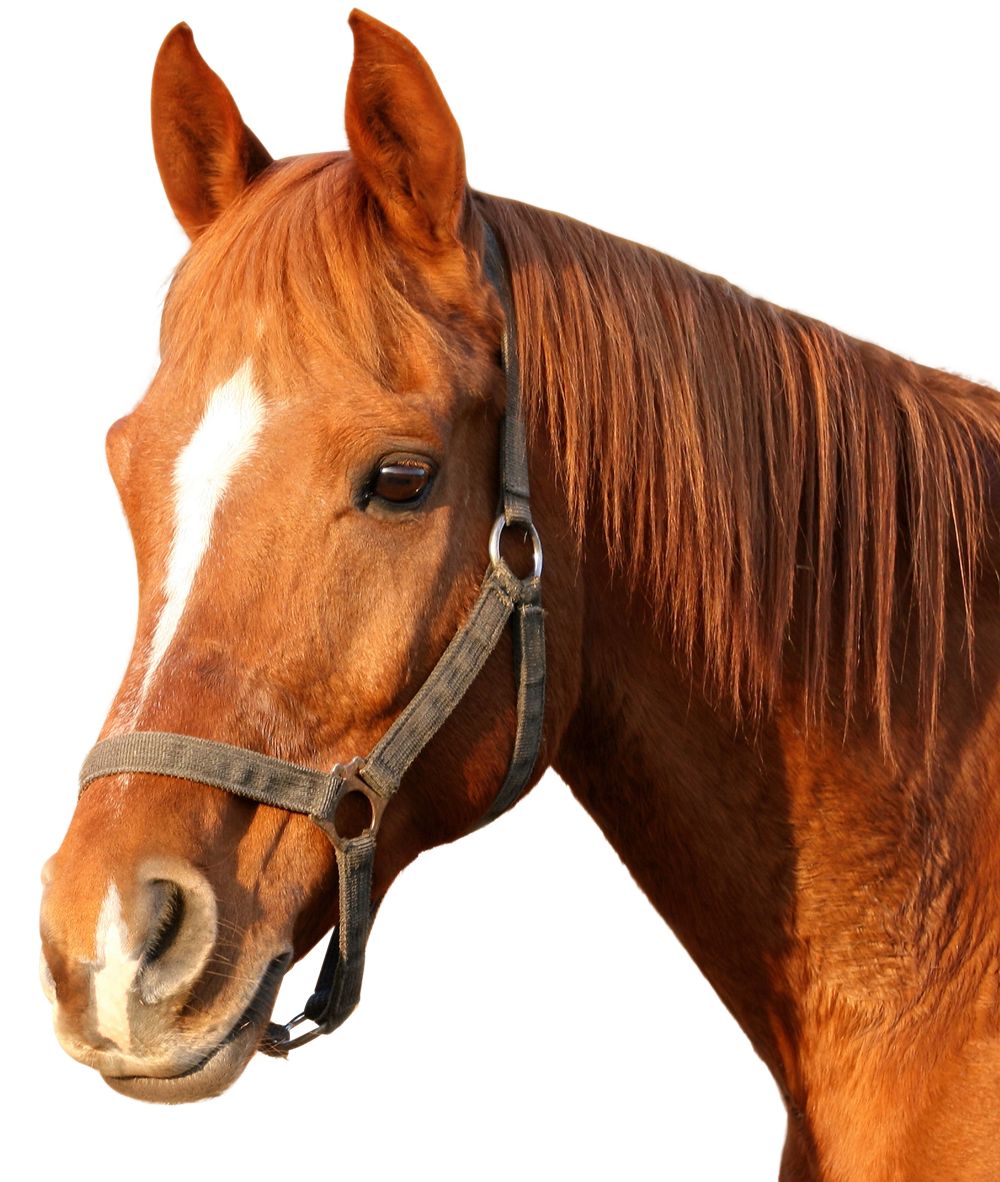 Horse PNG Images, Race Horse, British Horse, Horses