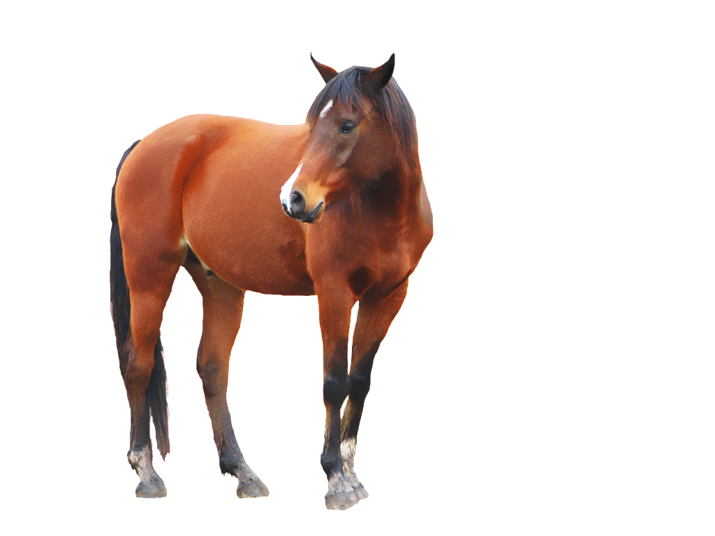 horse transparent png pictures icons and png #15741