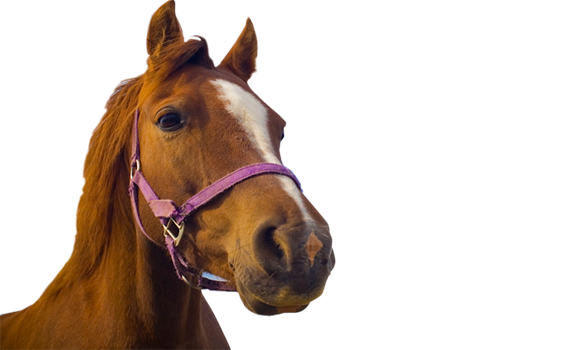 Horse PNG Images, Race Horse, British Horse, Horses