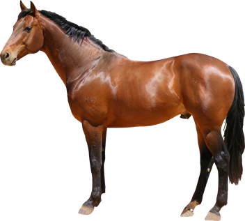 bright brown horse png, beautiful horse picture #15758