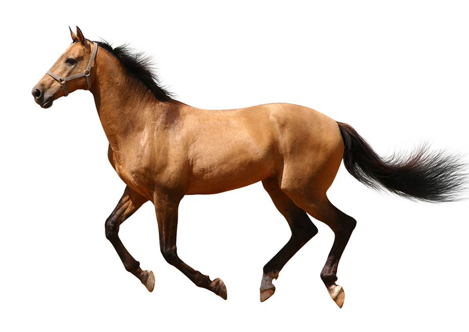 running horse background transparent png image web #15730