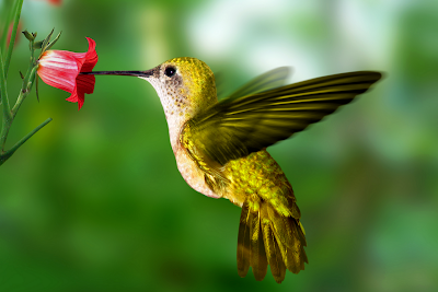 bird wallpaper hummingbird wallpaper #36793