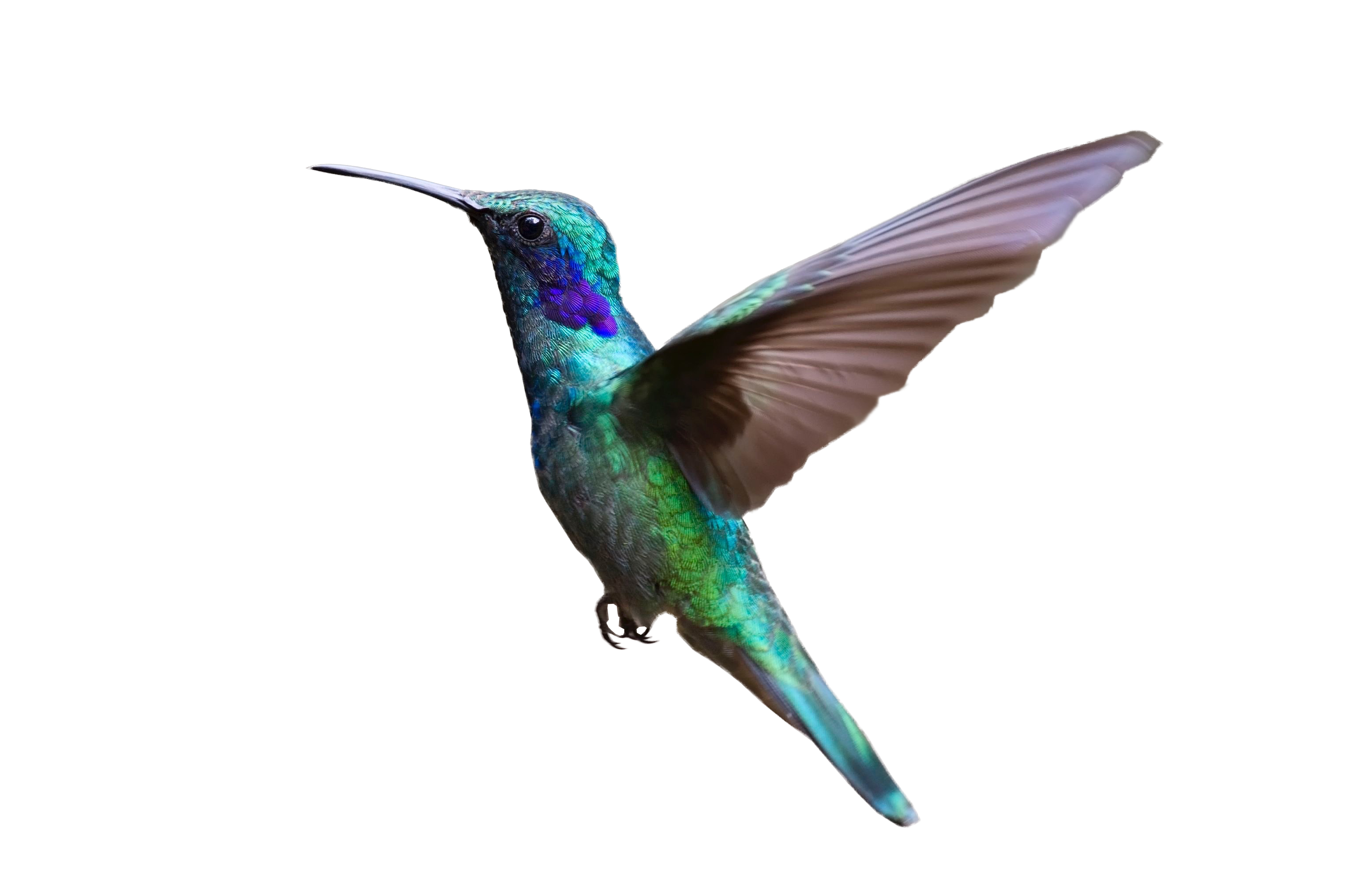 colorful hummingbird flying png image purepng #36726