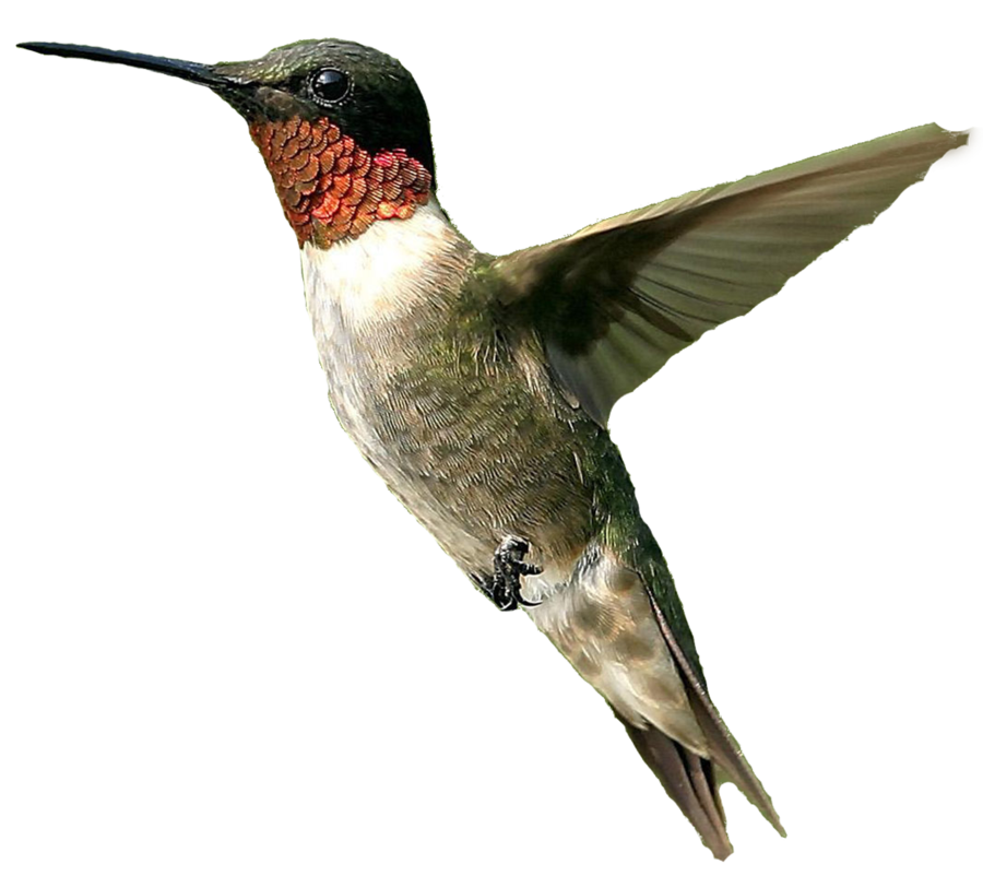 download hummingbird png file png image pngimg #36806