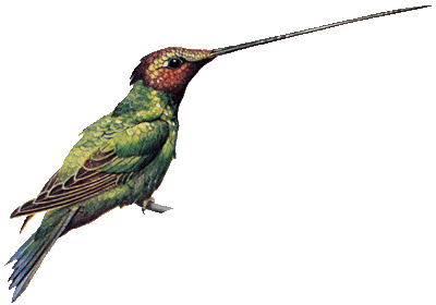 encyclopedian dictionary sword billed hummingbird #36817