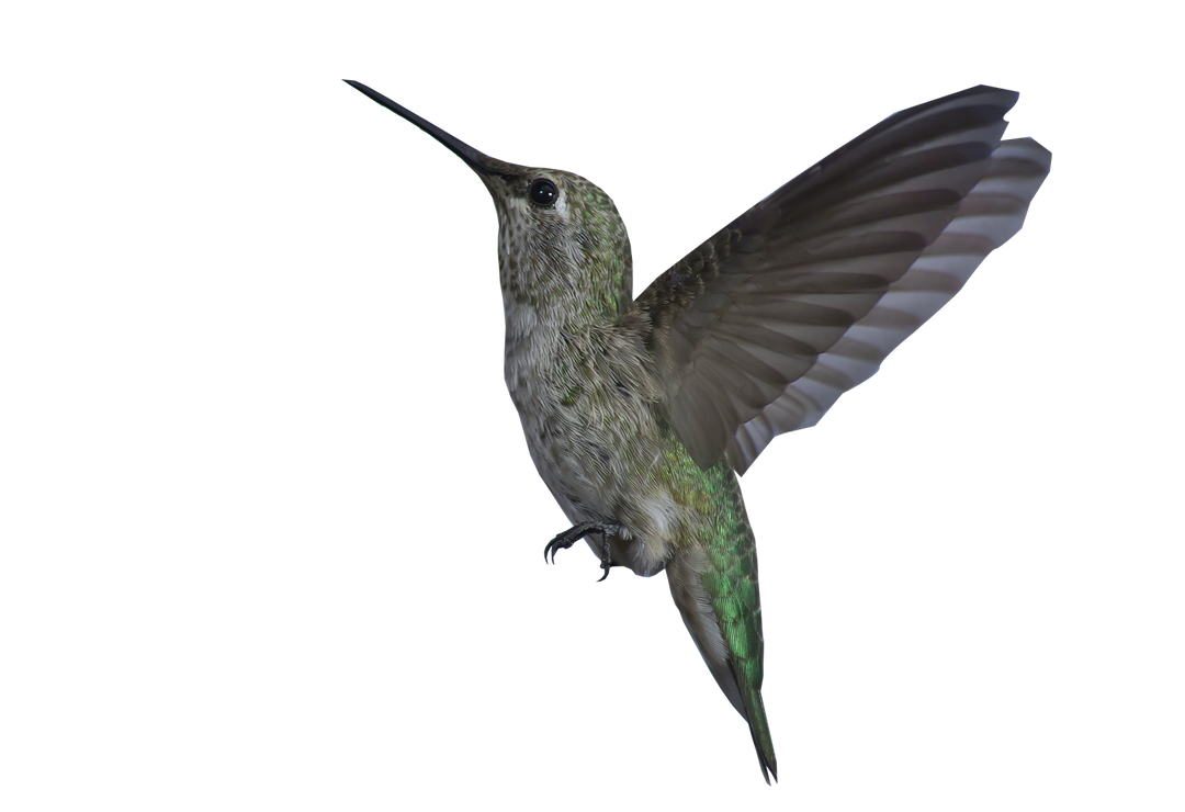 hummingbird animation leocervas deviantart #36815